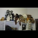 My stuffed animals. 

Say something, I dare you.