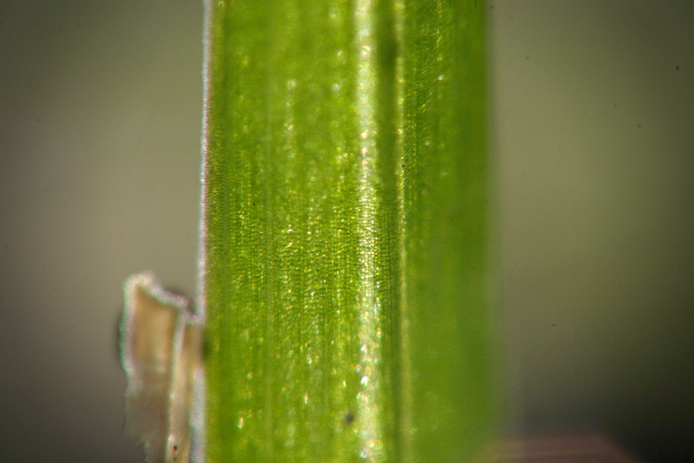 Blade of Grass, 50mm + 70-300mm @ 250mm.