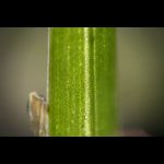 Canon 300D Macro Photography