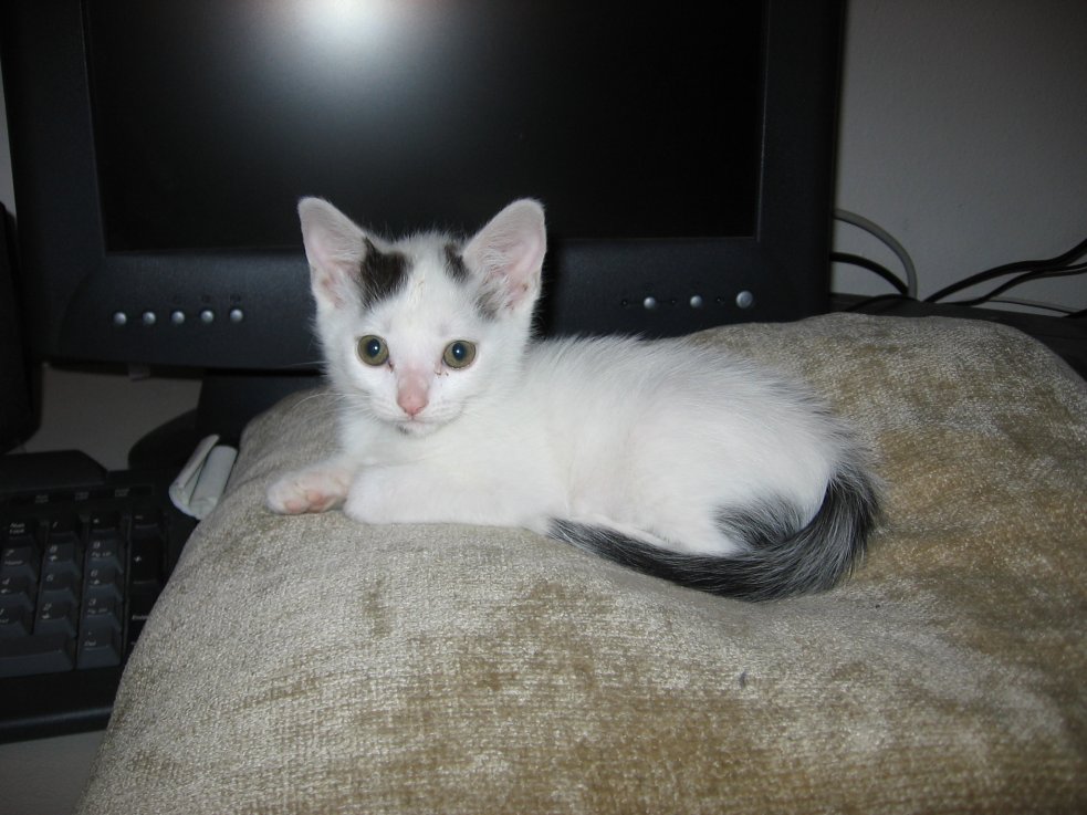 On her Pillow, relaxing.