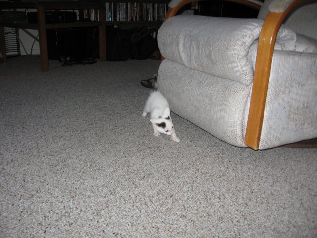 Stalking around the chair to find her inanimate toy and ATTACK it. :-D
