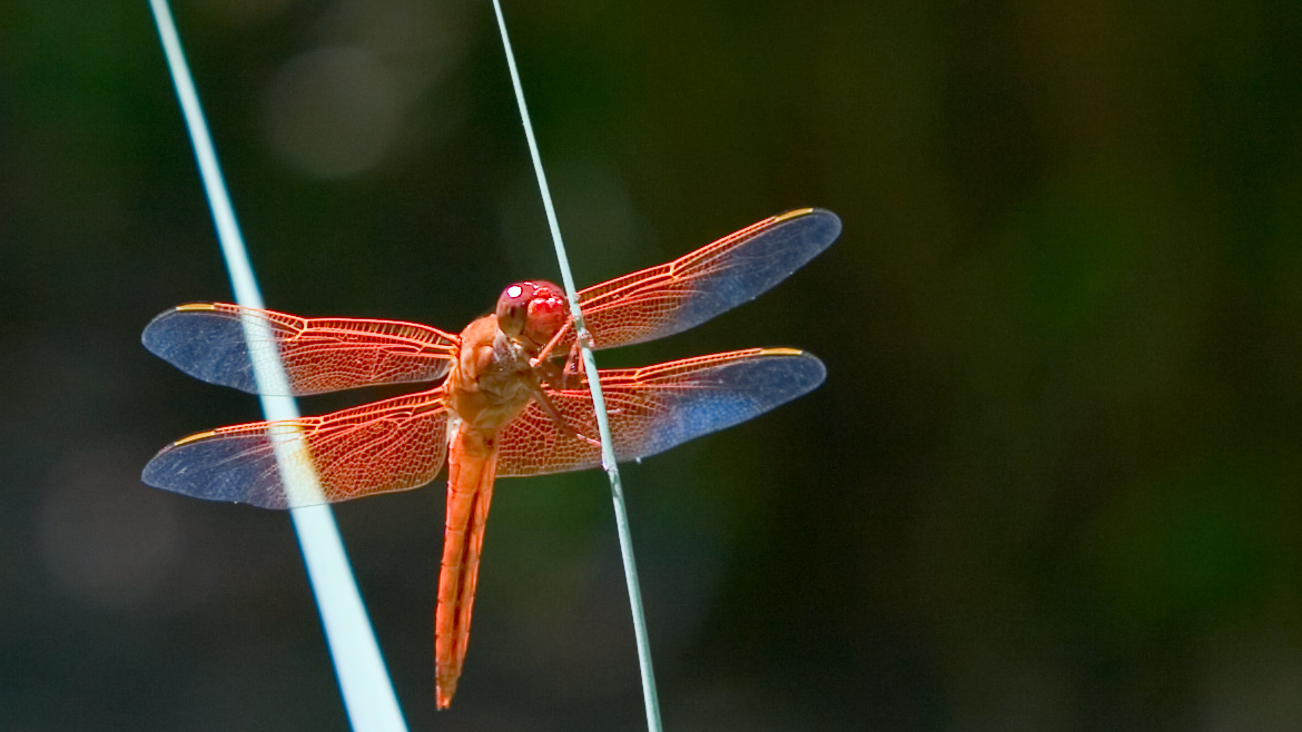 dragonfly