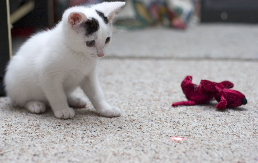 Ally - 8Wks Old - Staring at the Laser Beam