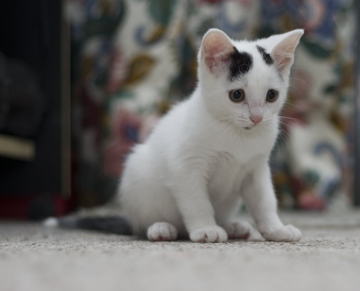 Ally - 8Wks Old - Staring at the Laser Beam (Out of Frame)