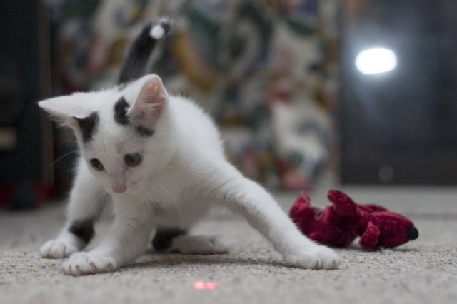 Ally - 8Wks Old - Staring at the Laser Beam