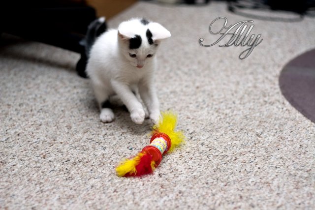 Ally - 8Wks Old - Playing with one of her many toys...