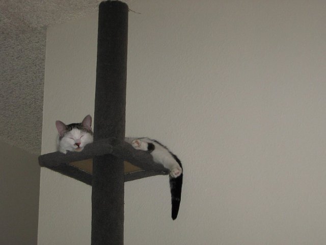 Satan sleeping in his "Cat Tree"