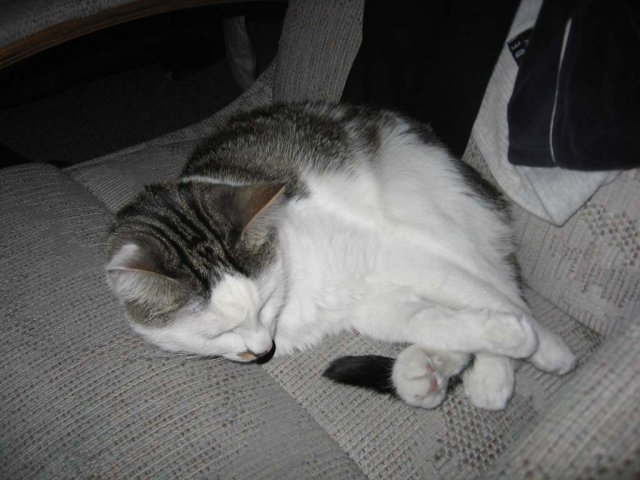 Satan sleeping on the white chair, he's such an oddball.