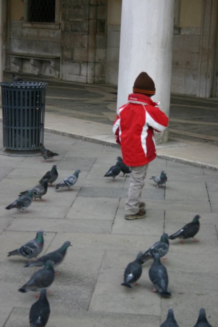 A little kid chasing pigeons.