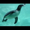 penguins are friggin amazing