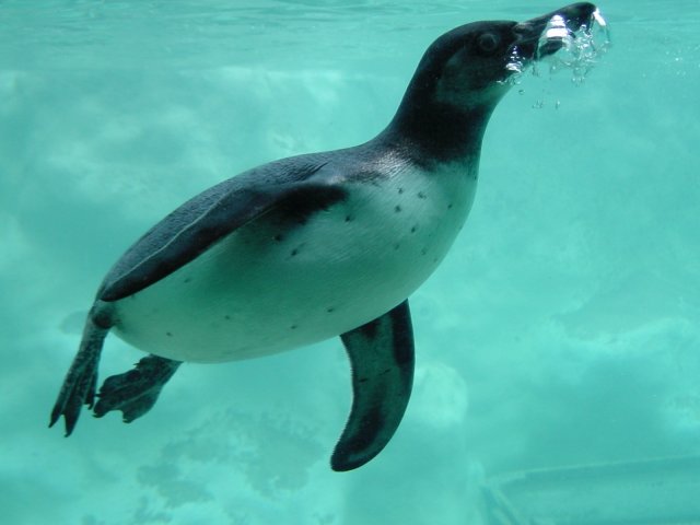 penguins are friggin amazing