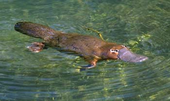 The platypus, natures clown animal...