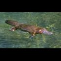 The platypus, natures clown animal...