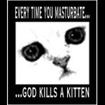 kitten