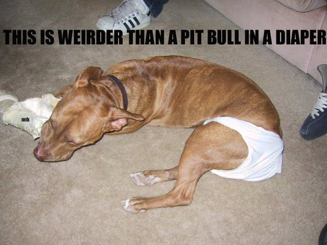 pitbullinadiaper