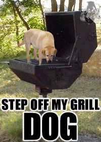 -grilldog