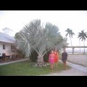 St Pete 07 044