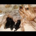 puppies