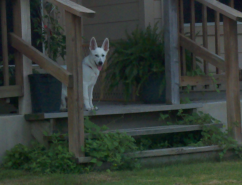 porchdog