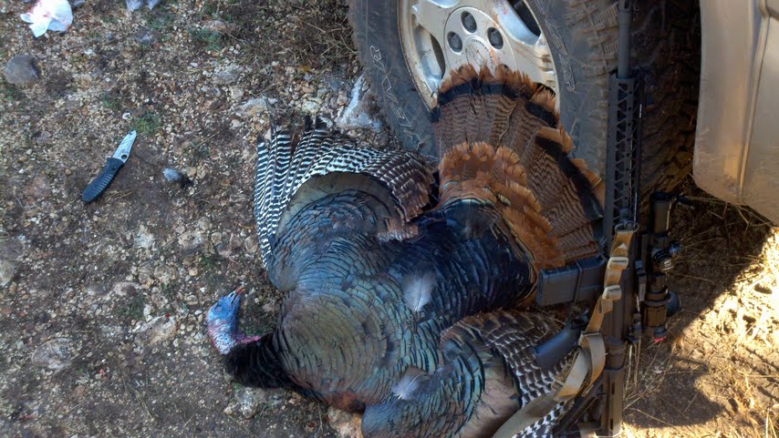 turkey1