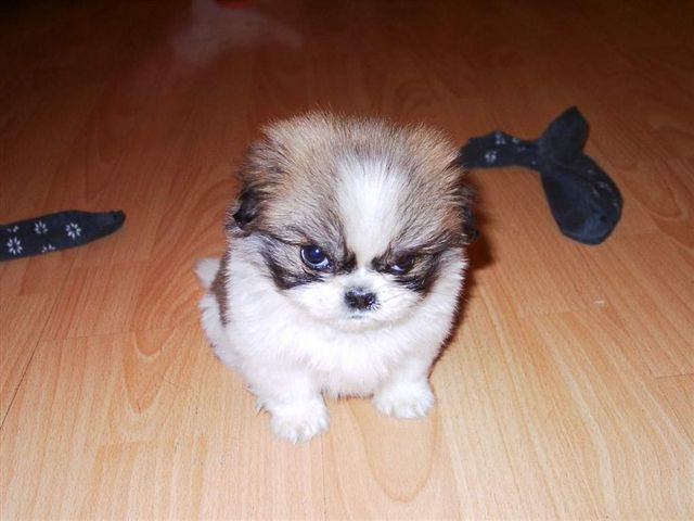 angrydog